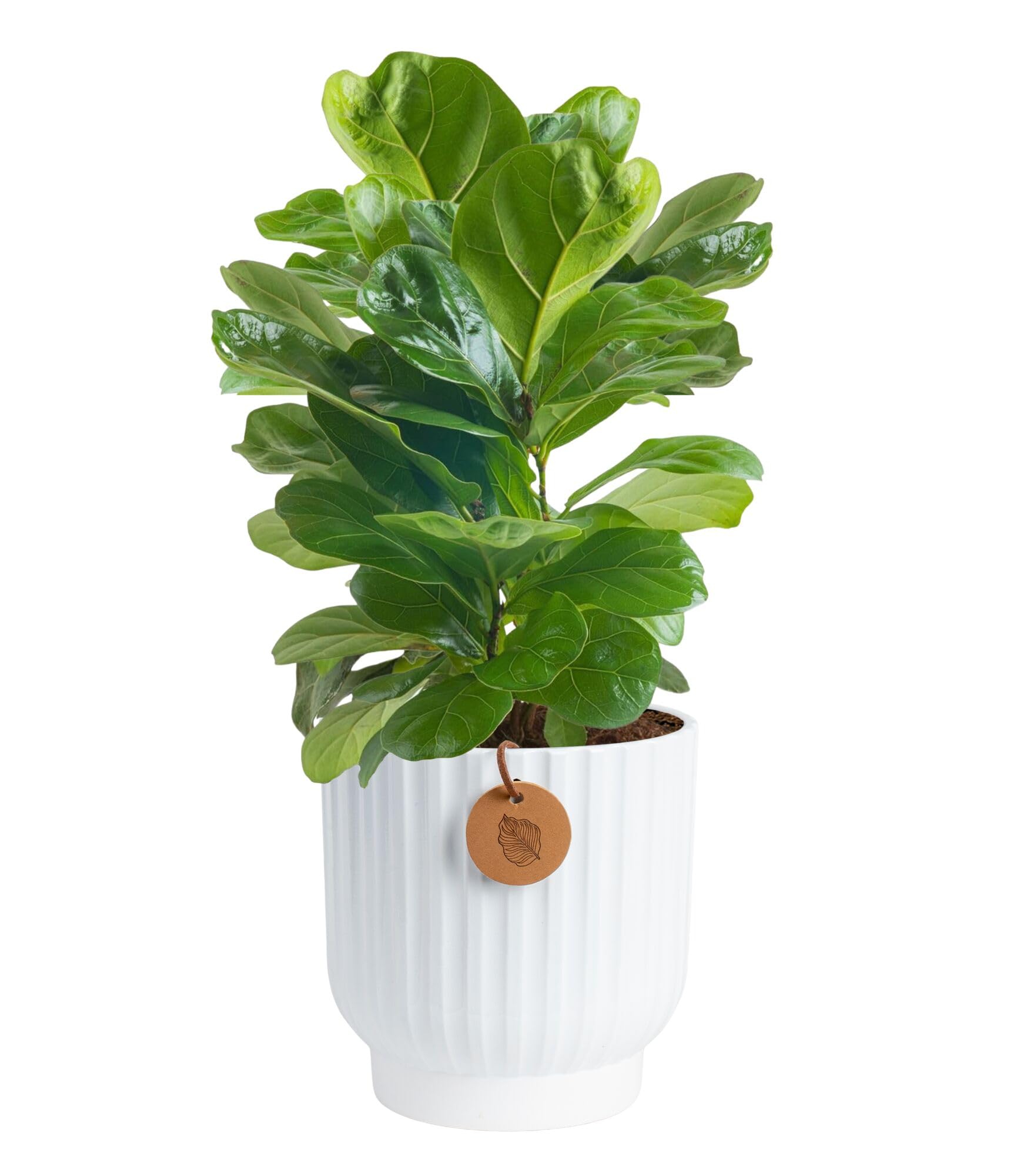 Costa Farms front view of little fiddle leaf fig showing compact statement foliage