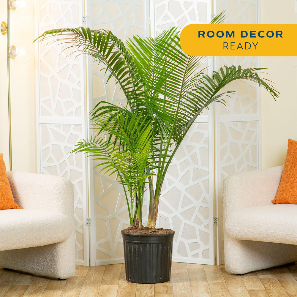 Costa Farms Majesty Palm close-up of fronds showing healthy texture and decorative appeal