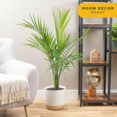 Costa Farms Majesty Palm close-up of fronds highlighting vibrant texture and visual impact