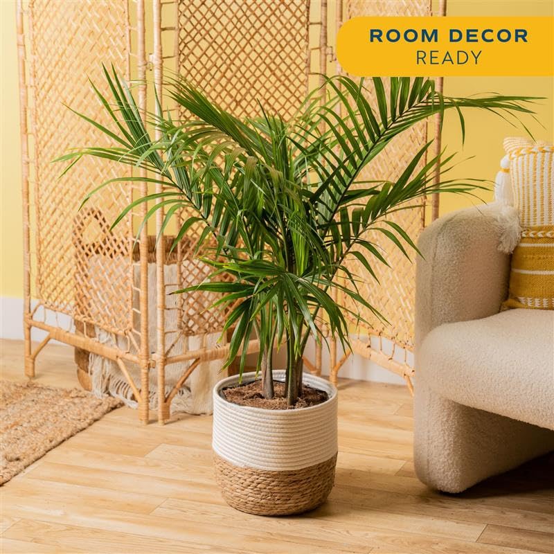 Costa Farms Majesty Palm frond closeup highlighting healthy texture and visual appeal
