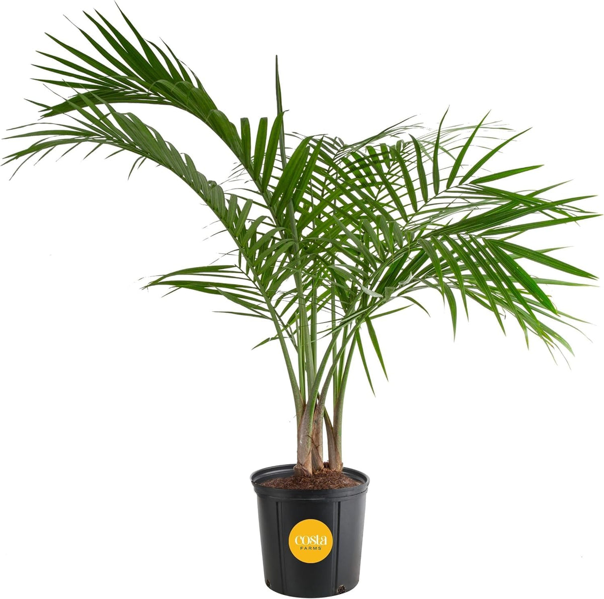 Costa Farms Majesty Palm front view showing tall lush foliage and instant decor benefit