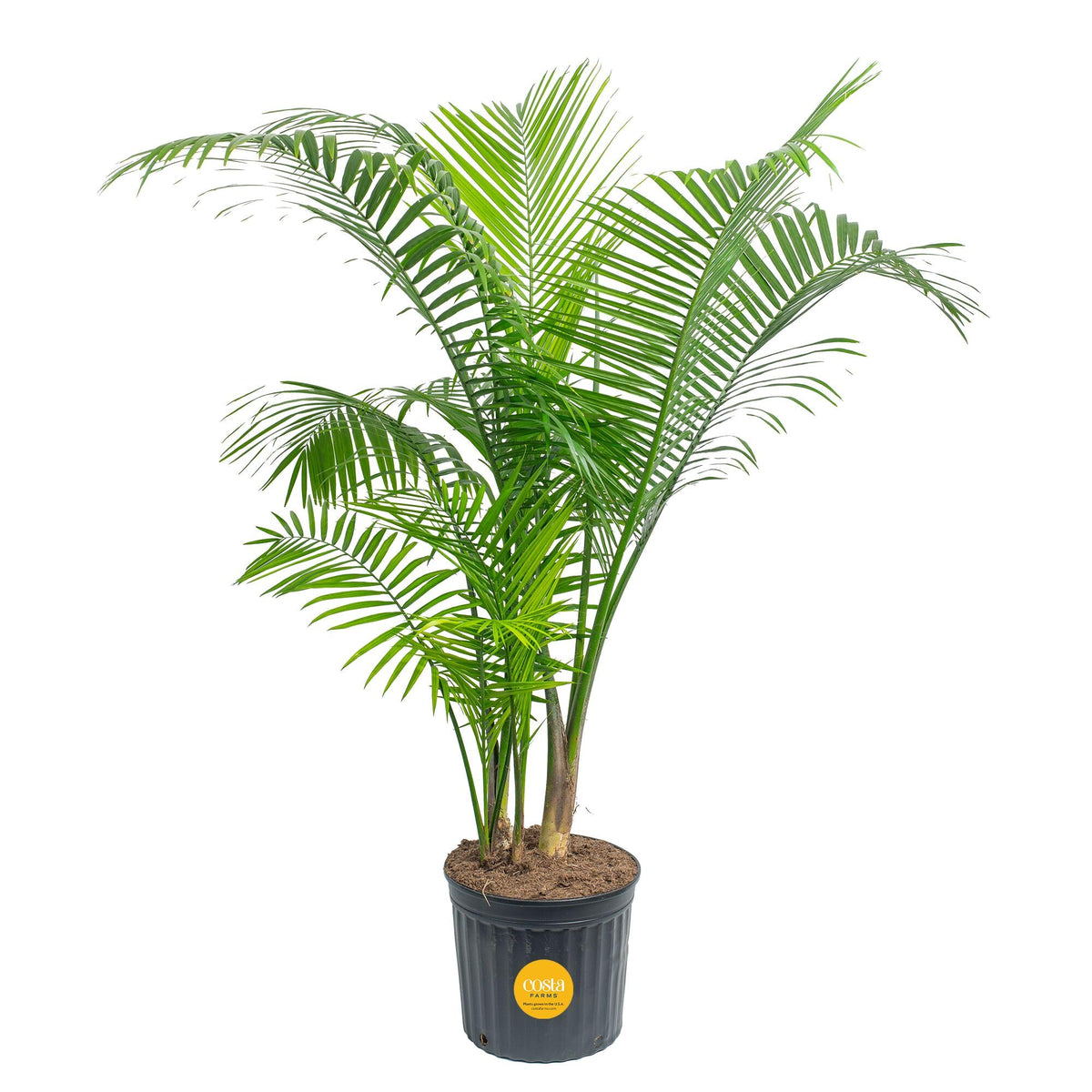 Costa Farms Majesty Palm front view showcasing tall tropical greenery for statement decor
