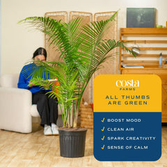 Costa Farms Majesty Palm styled in living room to add height and lush ambiance