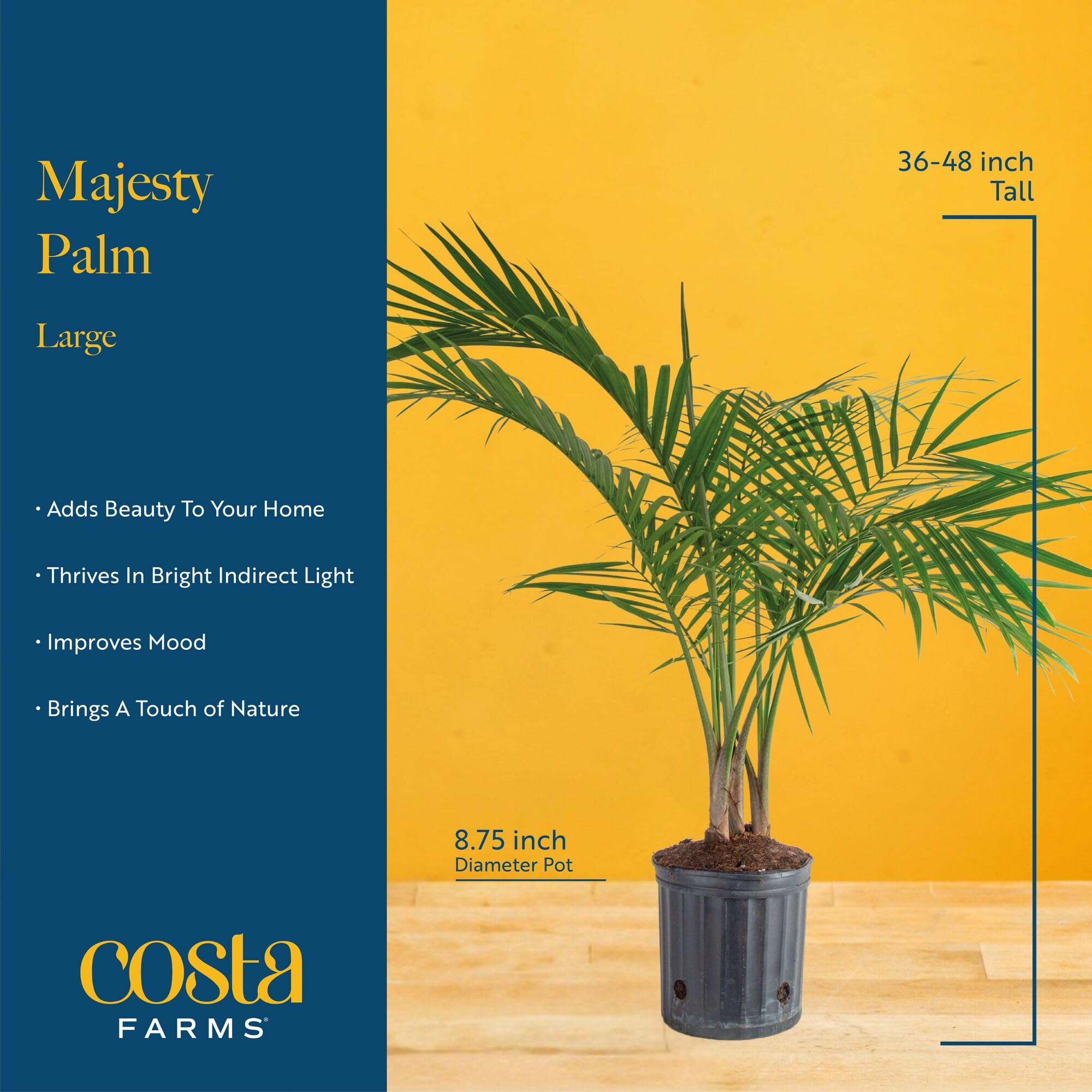 Costa Farms Majesty Palm styled in living room adding height and calming greenery