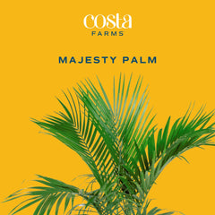 Costa Farms Majesty Palm black grower pot with drainage holes highlighting proper aeration