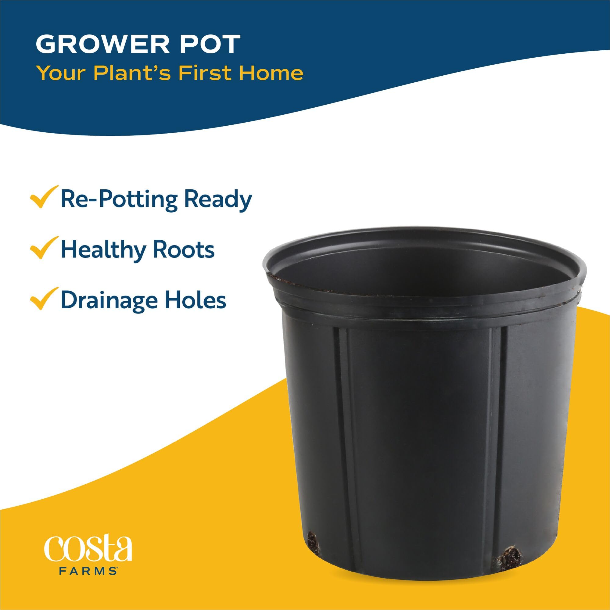 Costa Farms Majesty Palm exposed rootball and soil illustrating repotting readiness