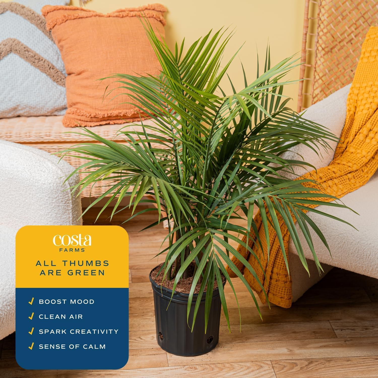 Costa Farms Majesty Palm next to chair for scale showing appropriate room placement
