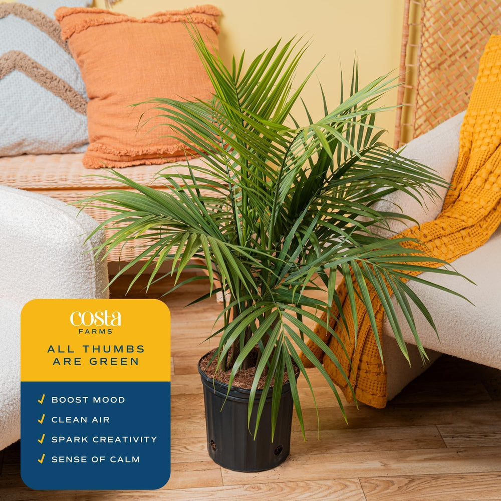 Costa Farms Majesty Palm next to chair for scale showing appropriate room placement