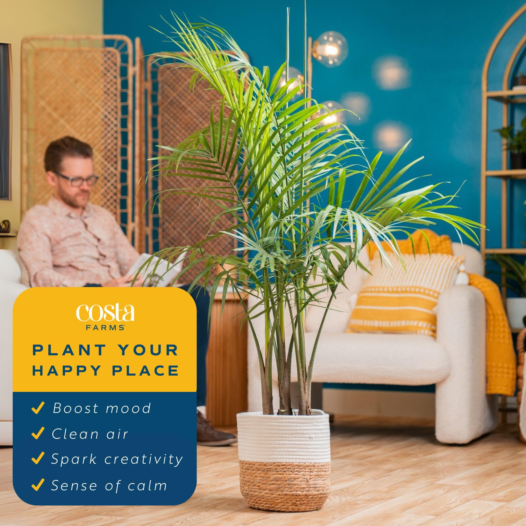 Costa Farms Majesty Palm next to chair for size comparison to visualize height