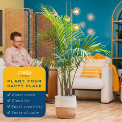 Costa Farms Majesty Palm next to chair for size comparison to visualize height