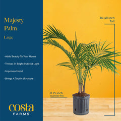 Costa Farms palma majestuosa en salón que crea ambiente relajante