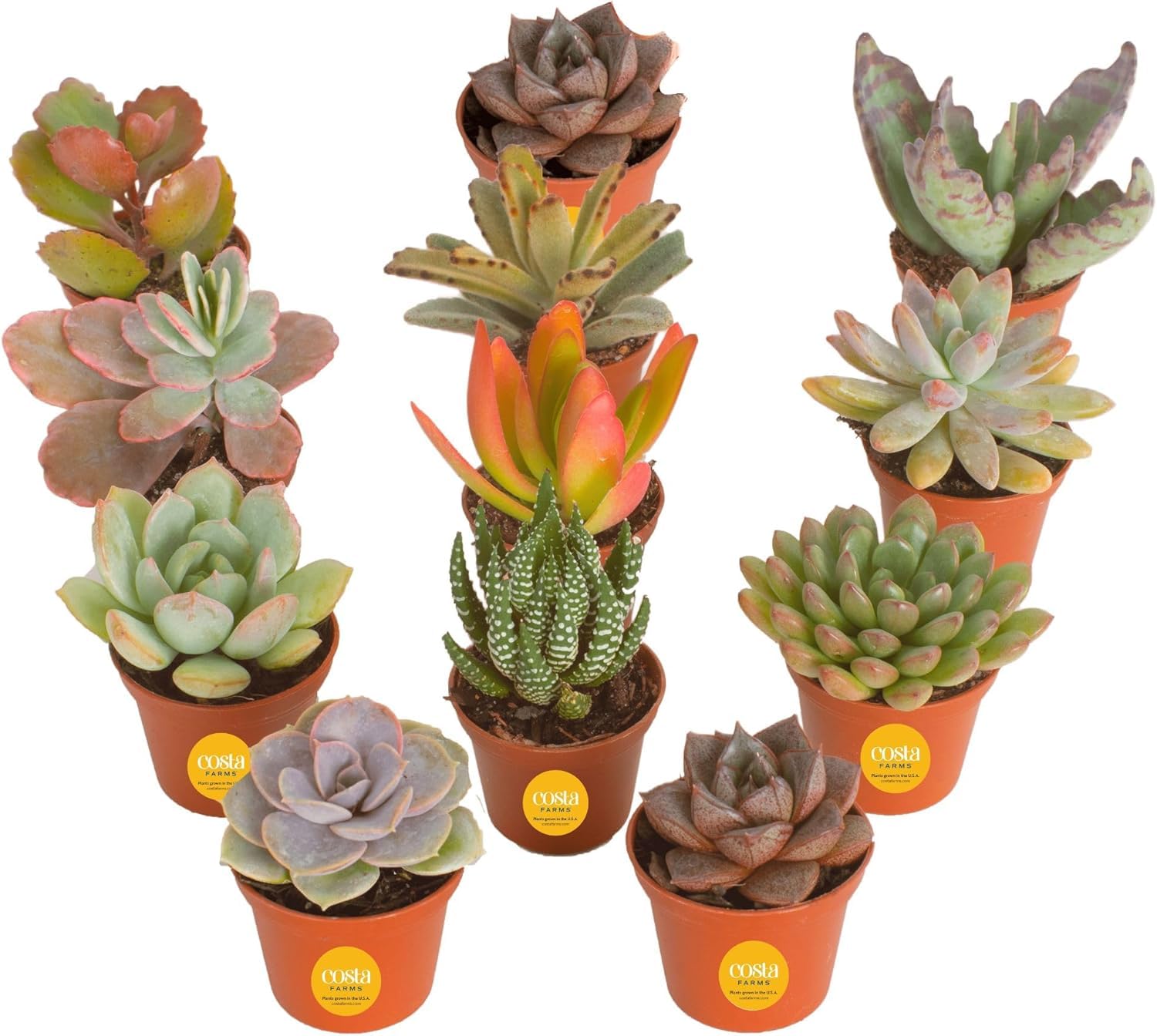 Costa Farms front view of 12-pack succulents showing fresh shipment and pots