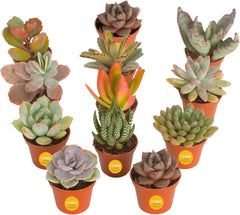 Costa Farms front view of 12-pack succulents showing fresh shipment and pots