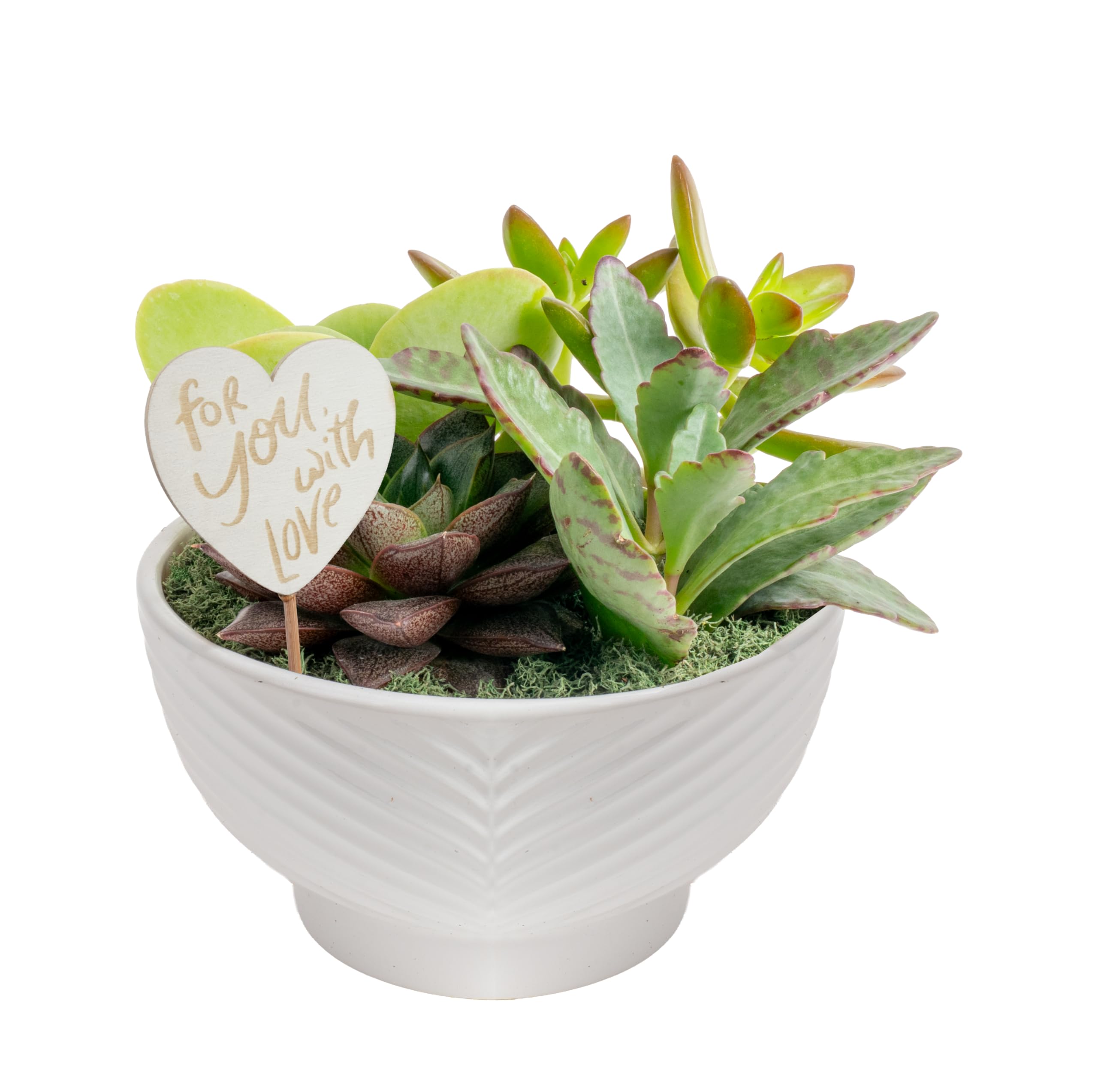 Costa Farms front view of mini succulent garden shows compact, ready-to-display greenery