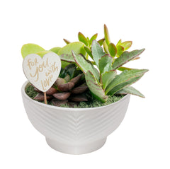 Costa Farms front view of mini succulent garden shows compact, ready-to-display greenery