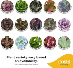 Costa Farms mini succulents on a sunny windowsill adding bright decor