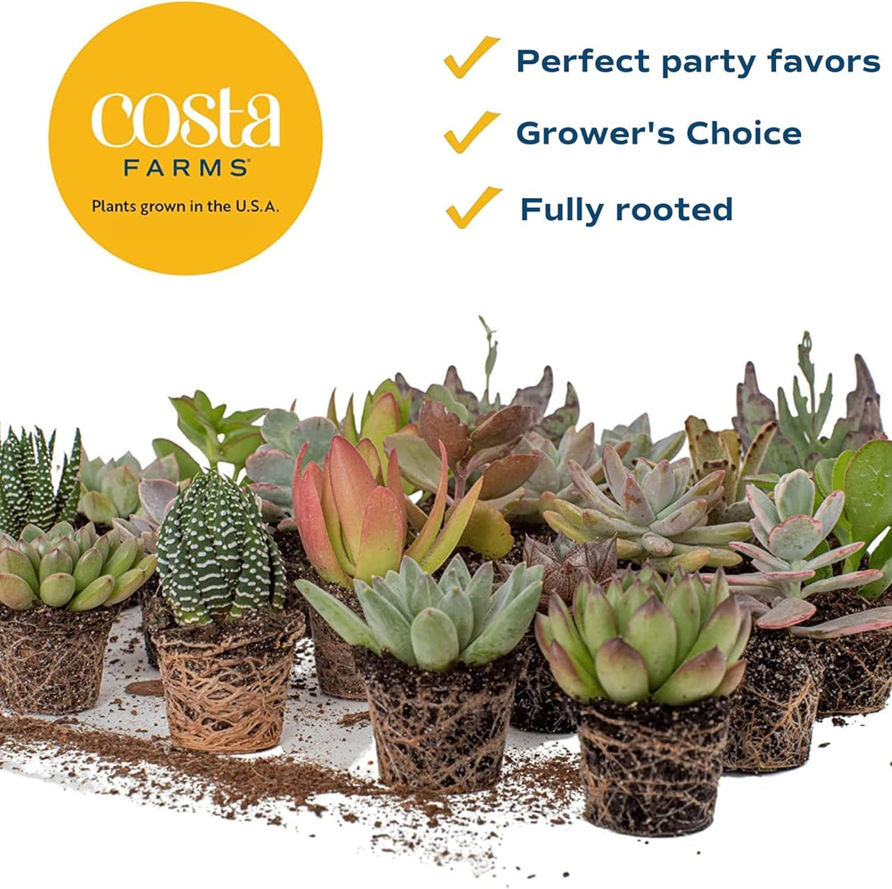 Costa Farms succulents styled on a desk to create a calming workspace