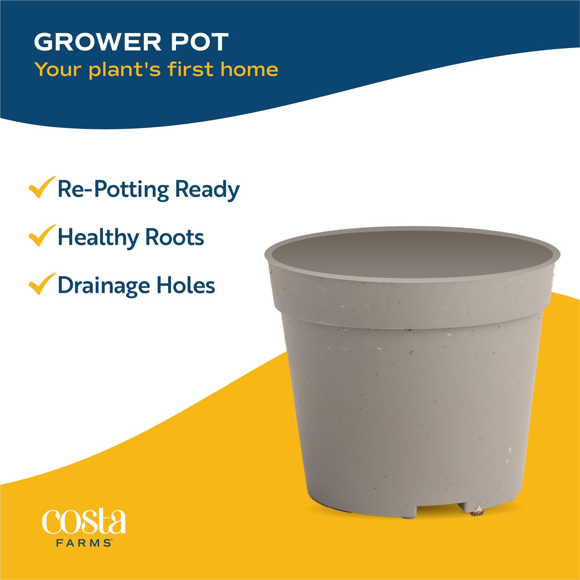 Costa Farms repotting scene demonstrating easy transplant and improved drainage