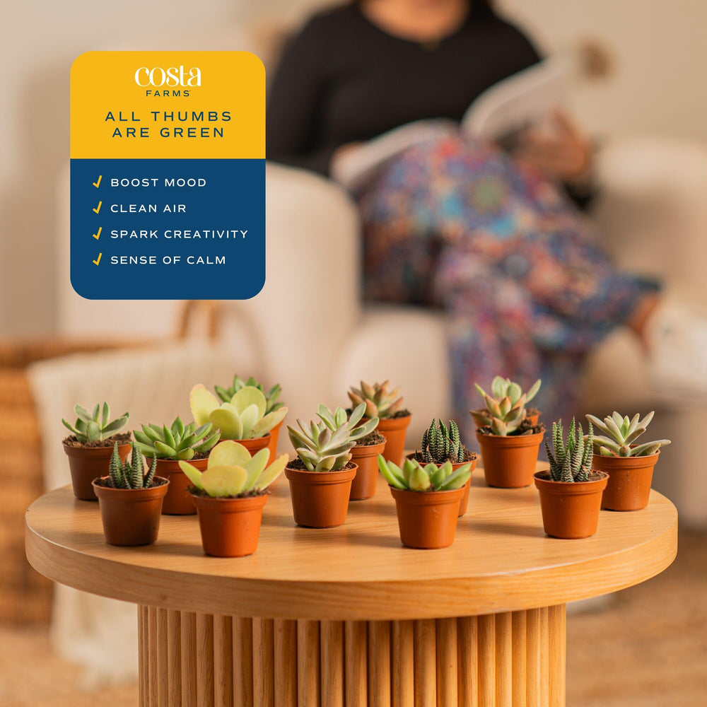 Costa Farms succulent held in hand to show scale and compact size