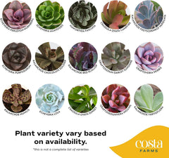 Costa Farms succulent leaf texture close-up showing healthy, resilient foliage