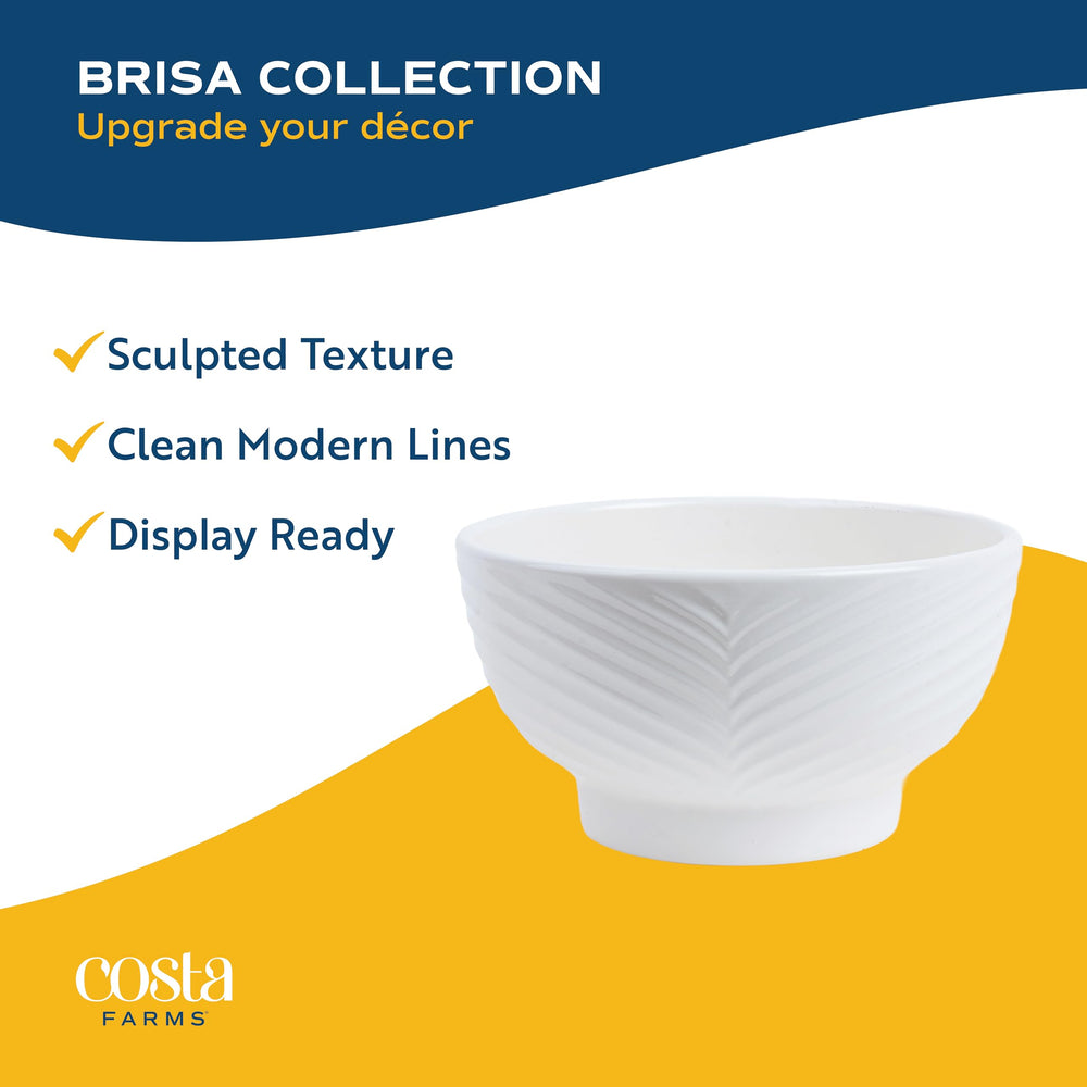 Costa Farms on windowsill showing ideal bright indirect light placement benefit