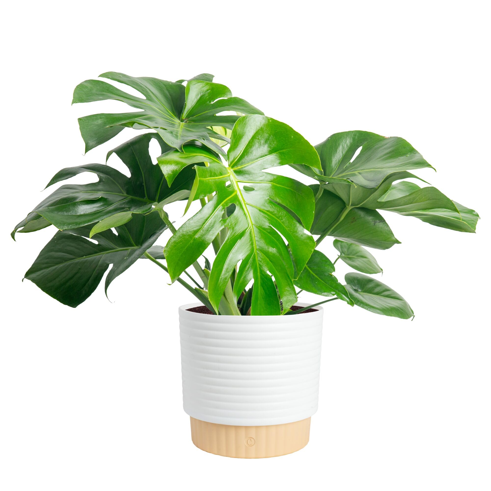 Costa Farms Monstera front view showing bold split leaves and room-enhancing impact