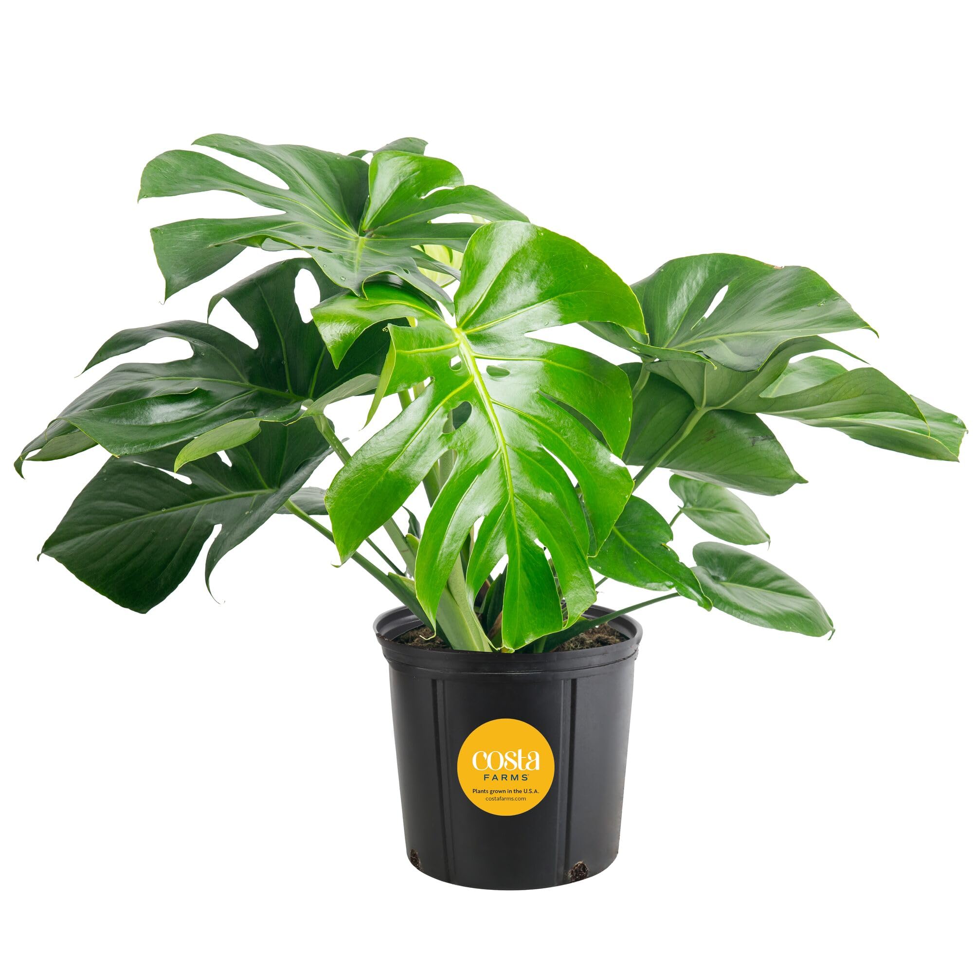 Costa Farms Monstera front view showing full foliage and instant room impact