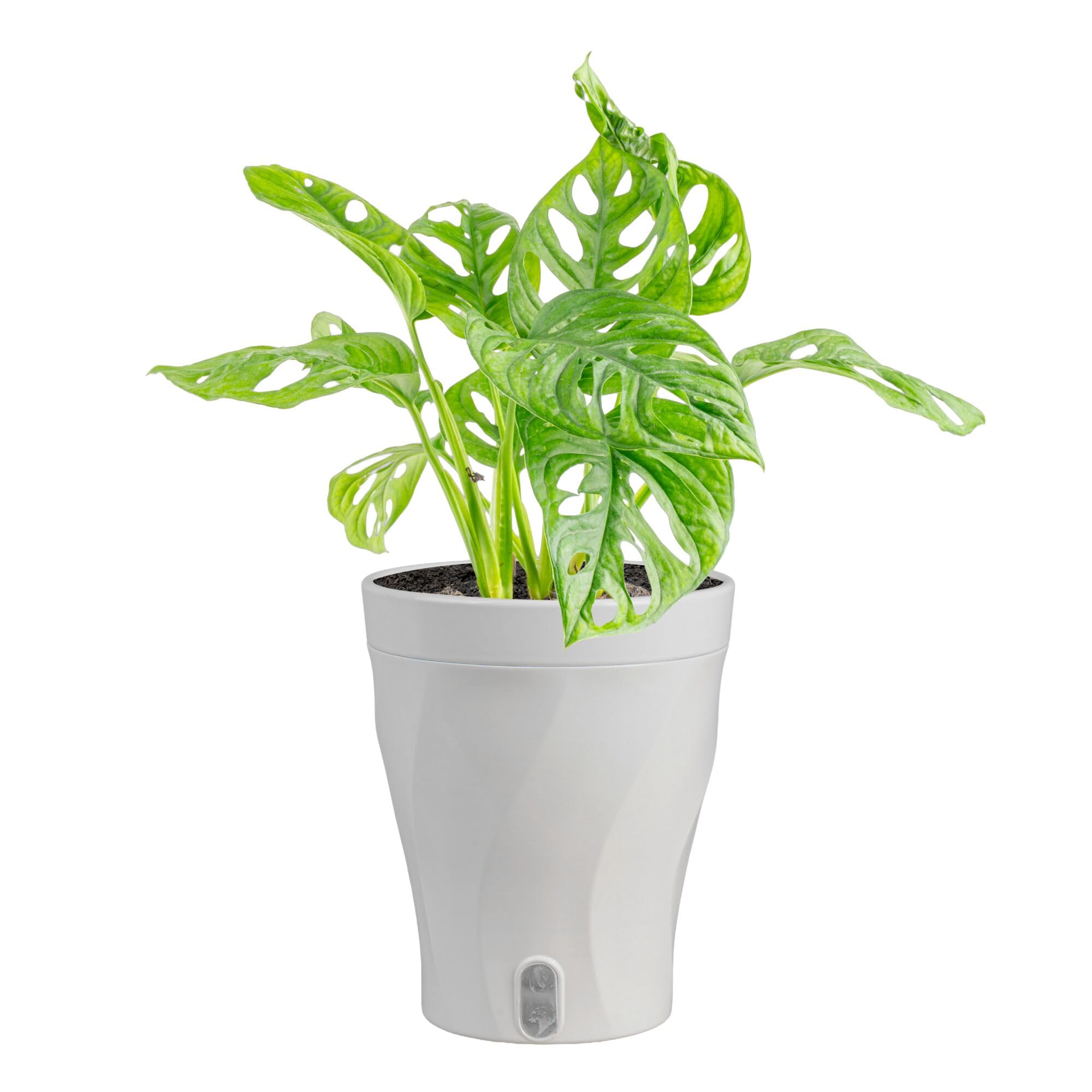 Costa Farms Monstera front view showing compact tropical presence and decor boost