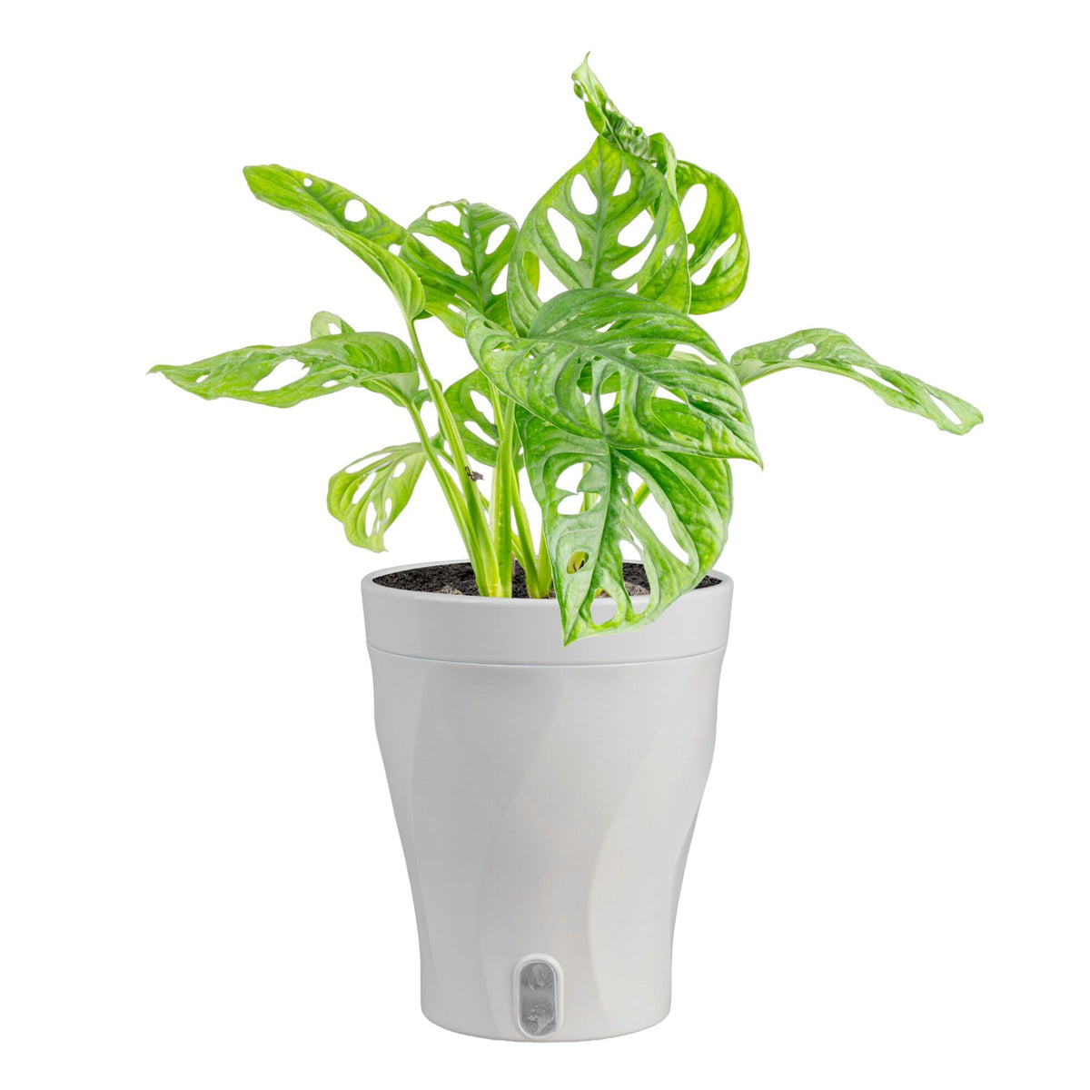 Costa Farms Monstera front view showing compact tropical presence and decor boost