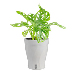 Costa Farms Monstera front view showing compact tropical presence and decor boost