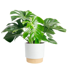 Costa Farms Monstera front view showing bold split leaves and room-enhancing impact