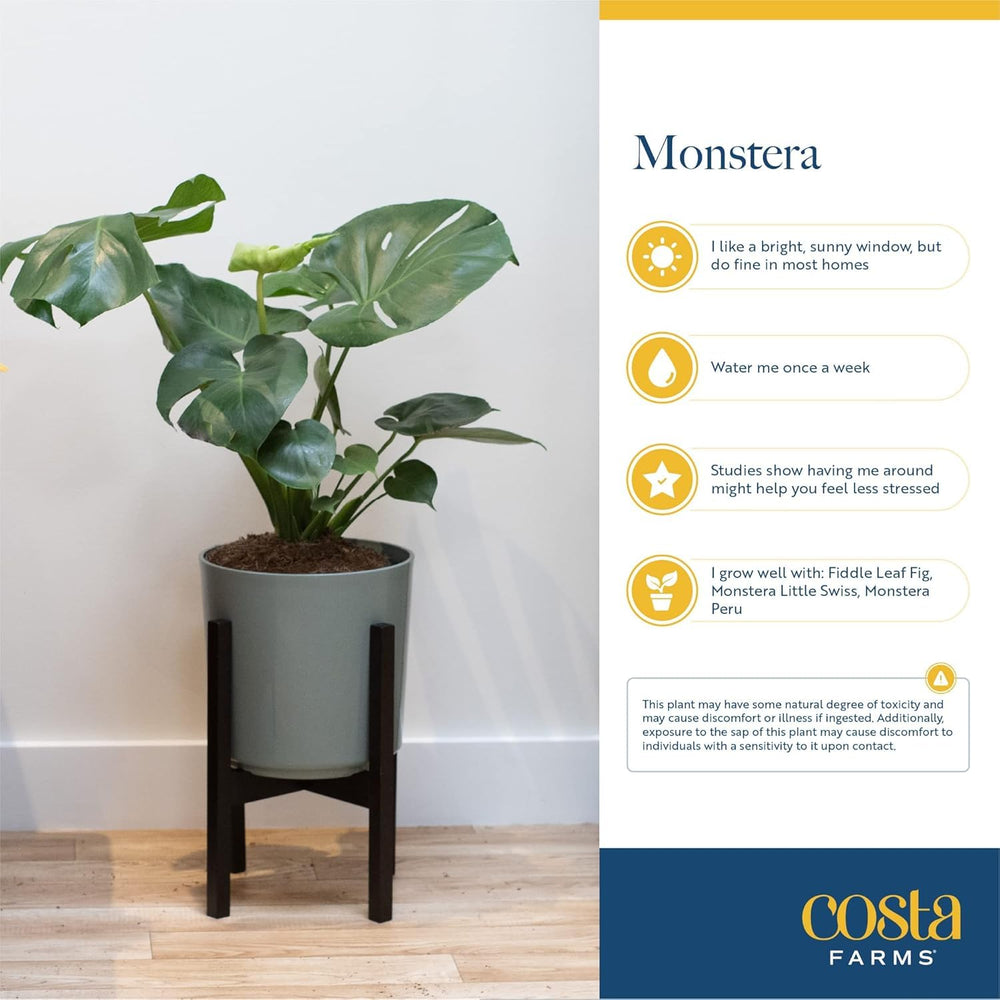 Costa Farms Monstera placed in living room adding a tropical focal point