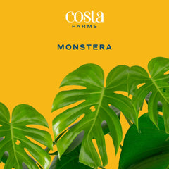 Costa Farms Monstera placed in a styled living room adding height and greenery