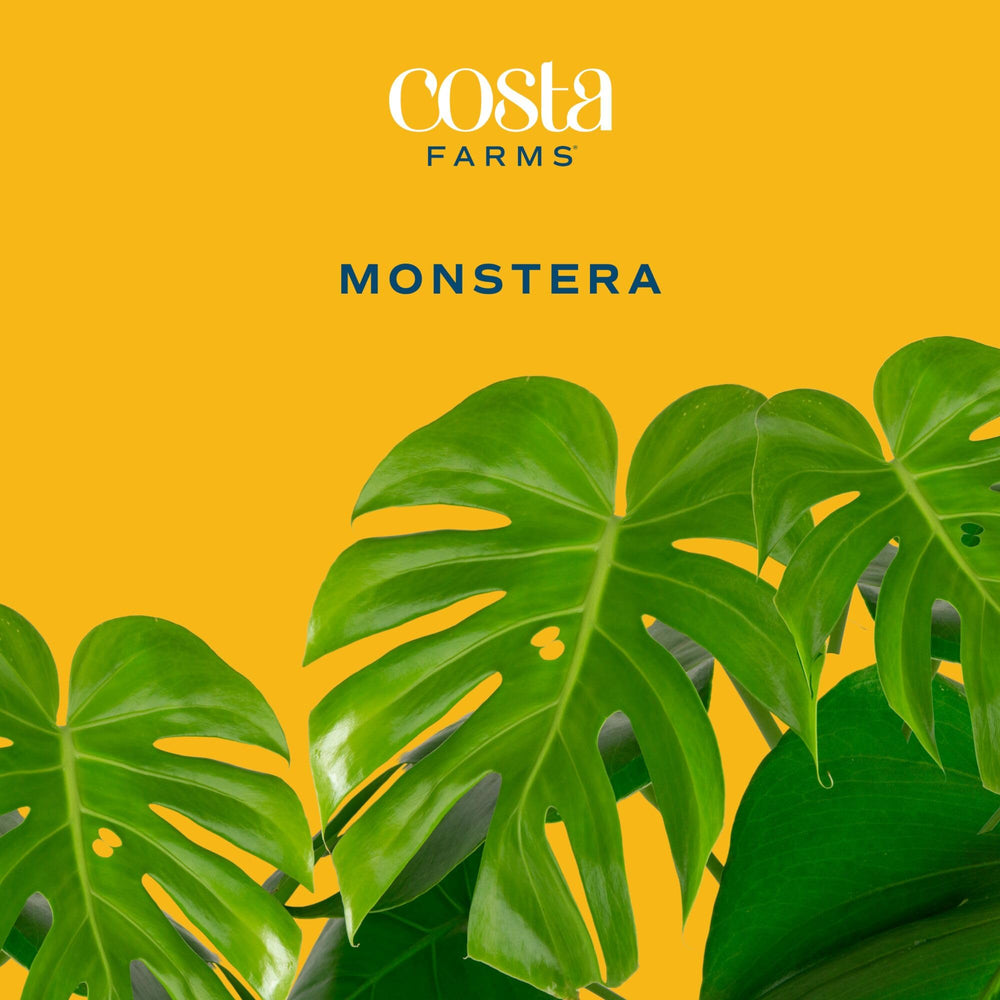 Costa Farms Monstera leaf close-up highlighting split foliage and decorative appeal