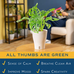 Costa Farms Monstera on an office desk illustrating how it livens small workspaces