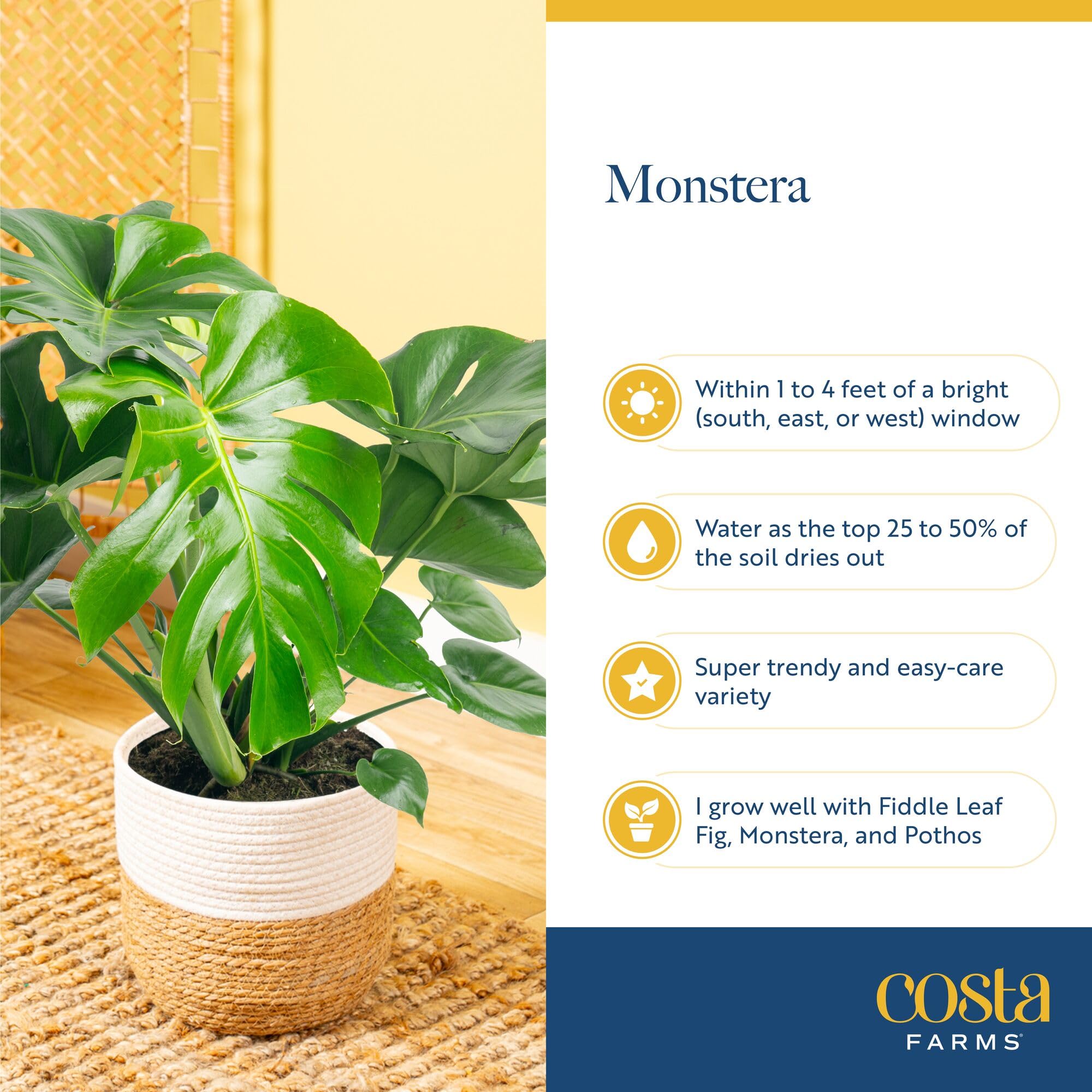 Costa Farms Monstera new leaf unfurling showing active growth and vitality