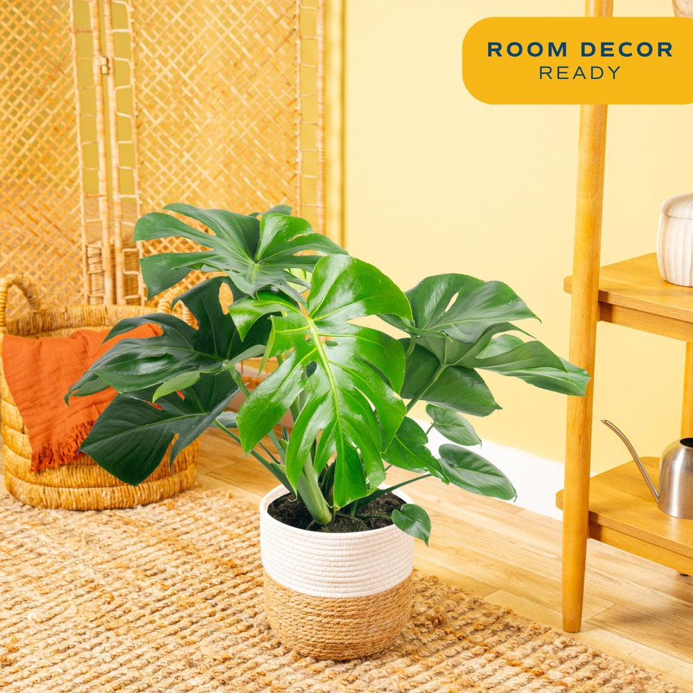 Costa Farms Monstera black 10-inch grower pot with drainage holes for healthy roots