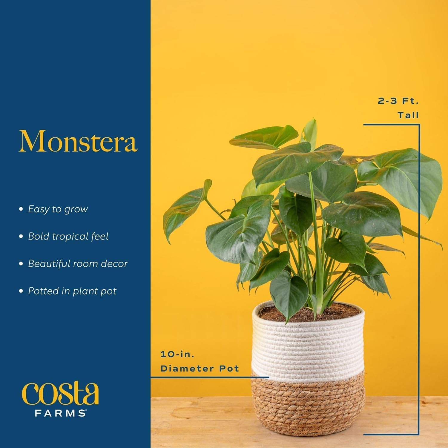 Costa Farms Monstera root and potting detail demonstrating healthy nursery-grown roots