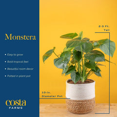 Costa Farms Monstera root and potting detail demonstrating healthy nursery-grown roots