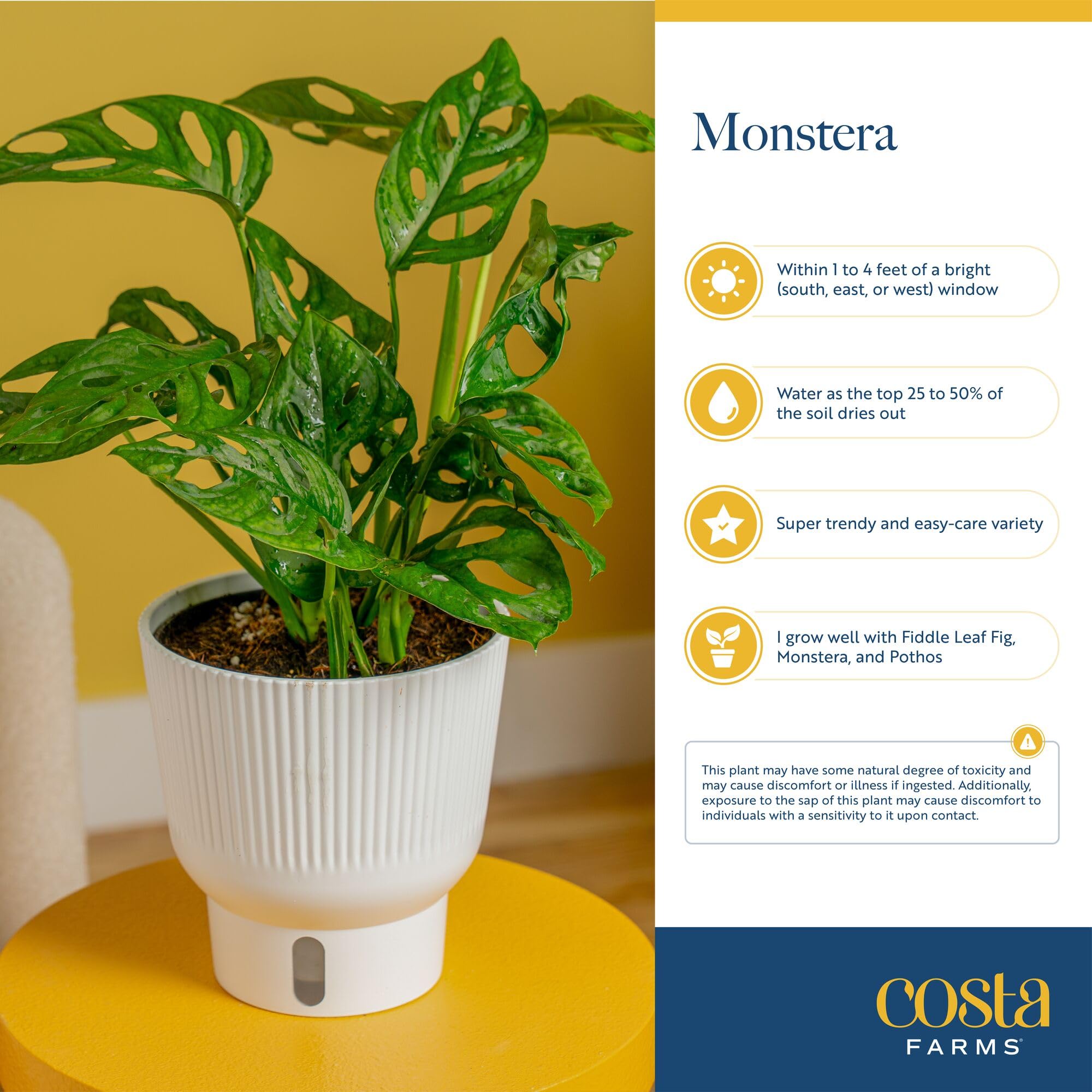 Costa Farms Monstera held in hand for scale showing ideal tabletop size