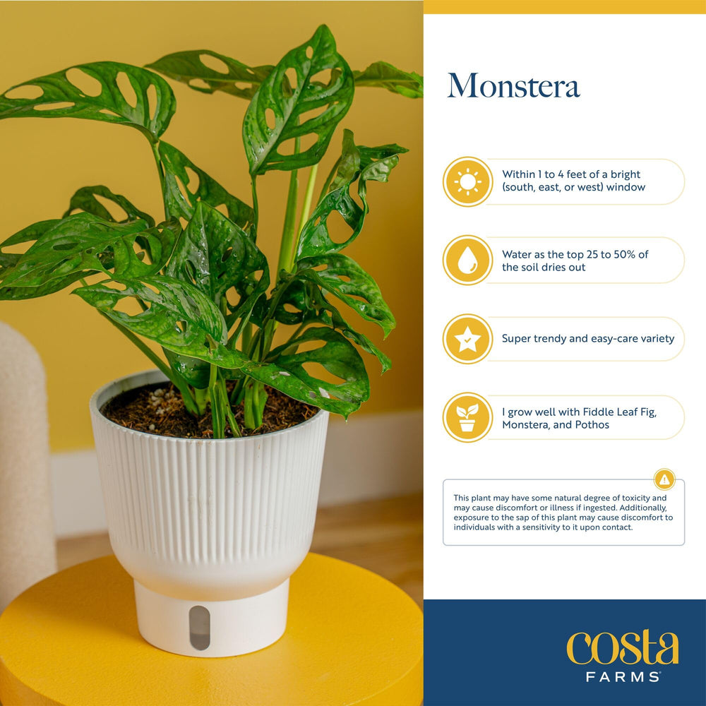 Costa Farms Monstera held in hand for scale showing ideal tabletop size