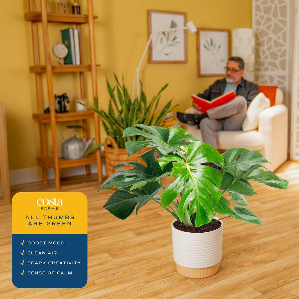 Costa Farms Monstera beside chair for scale to visualize plant size and presence