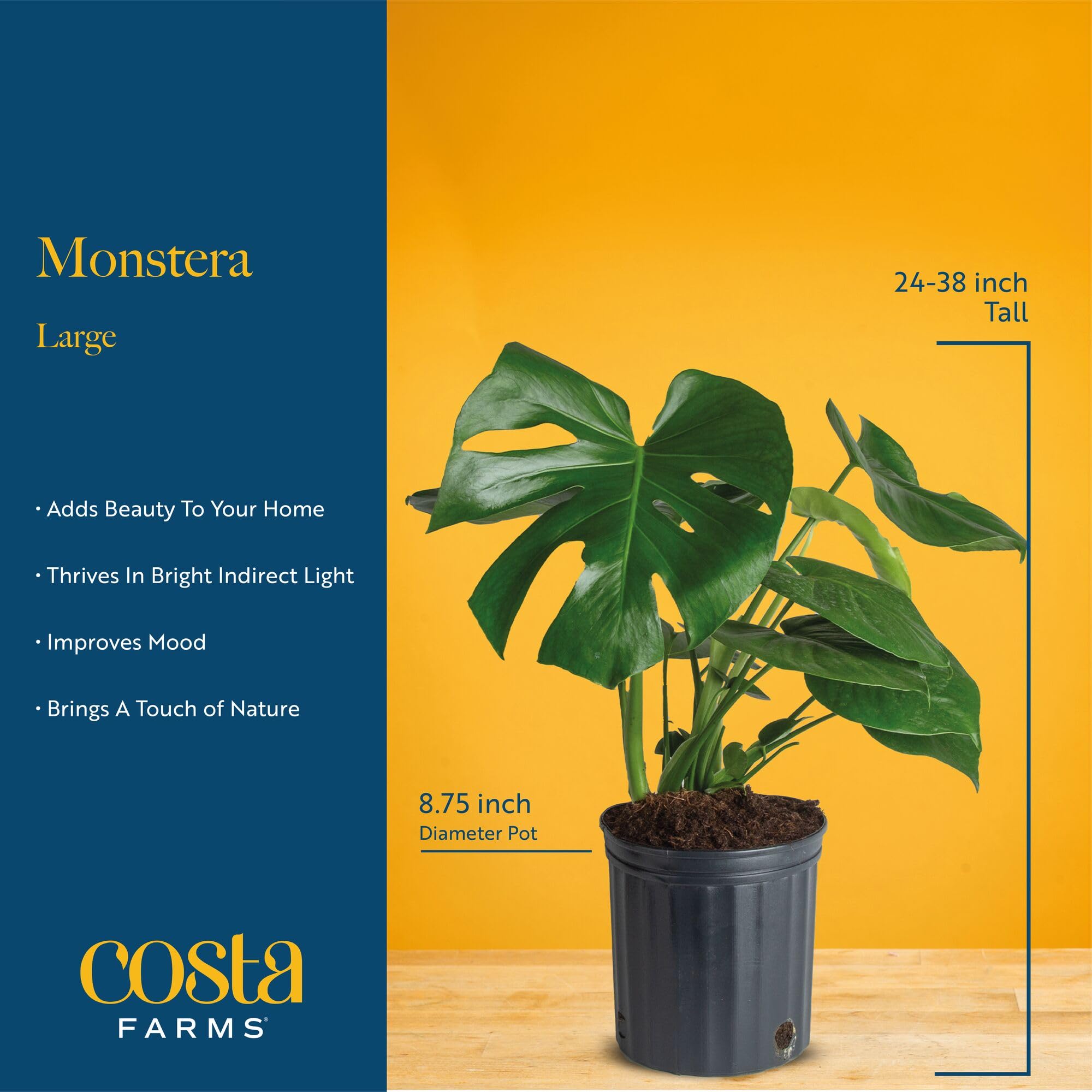 Costa Farms Monstera next to chair for scale showing ideal room placement