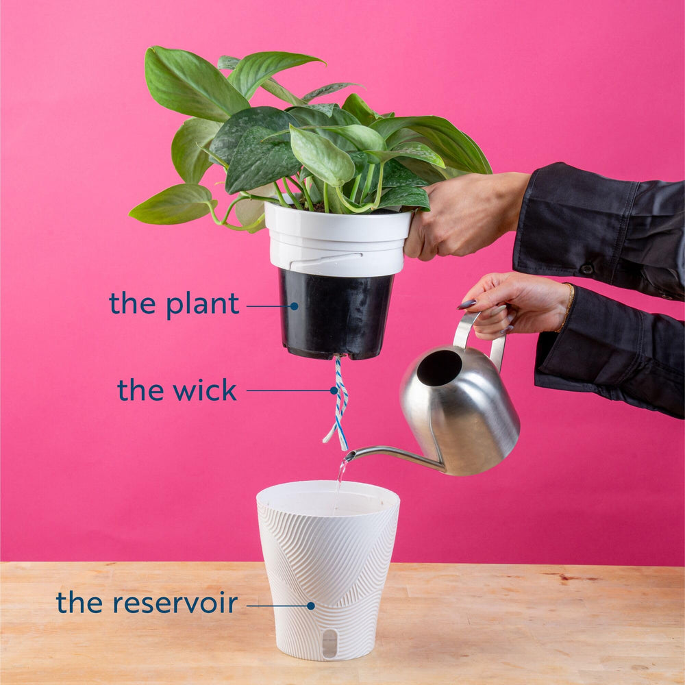 Costa Farms Monstera white composite pot profile demonstrating spill-free design