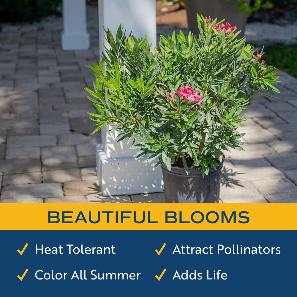 Costa Farms oleander used as a privacy hedge delivering year-round screening