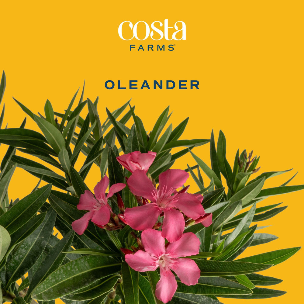 Costa Farms oleander close-up bloom highlighting vibrant flowers and texture