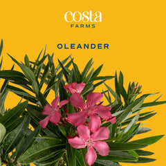 Costa Farms oleander close-up bloom highlighting vibrant flowers and texture