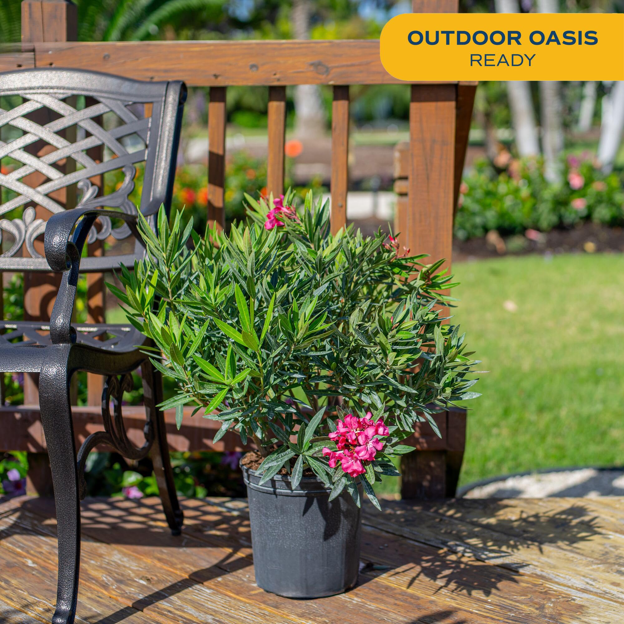 Costa Farms oleander foliage detail showing healthy leaves and dense coverage
