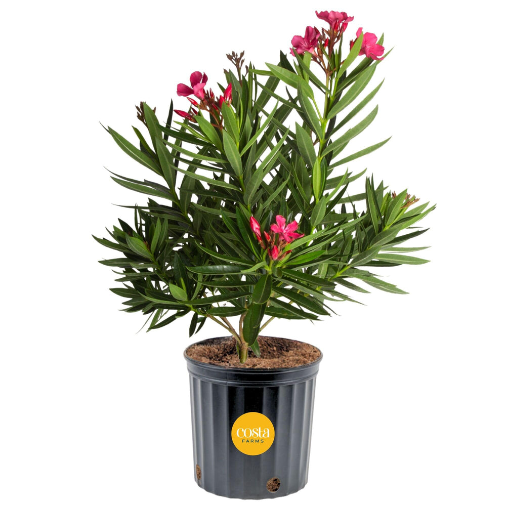 Costa Farms oleander front view showing full plant and blooms for curb appeal
