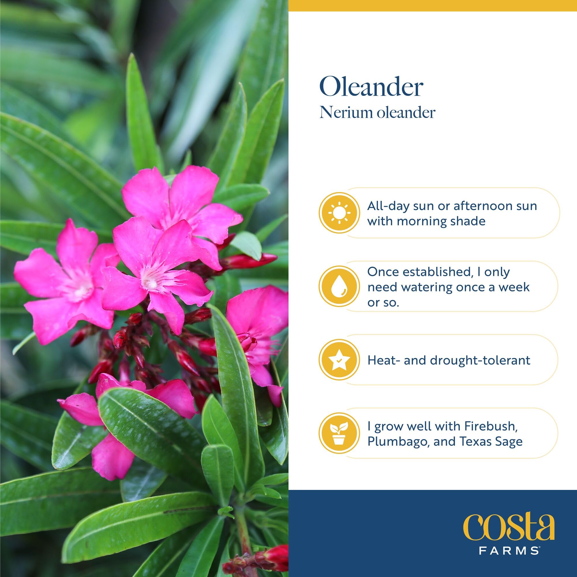 Costa Farms oleander held by hand to show scale and easy transplant size